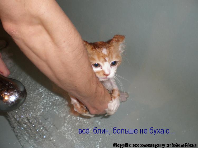 всё, блин, больше не бухаю...... Котоматрица: всё, блин, больше не бухаю...