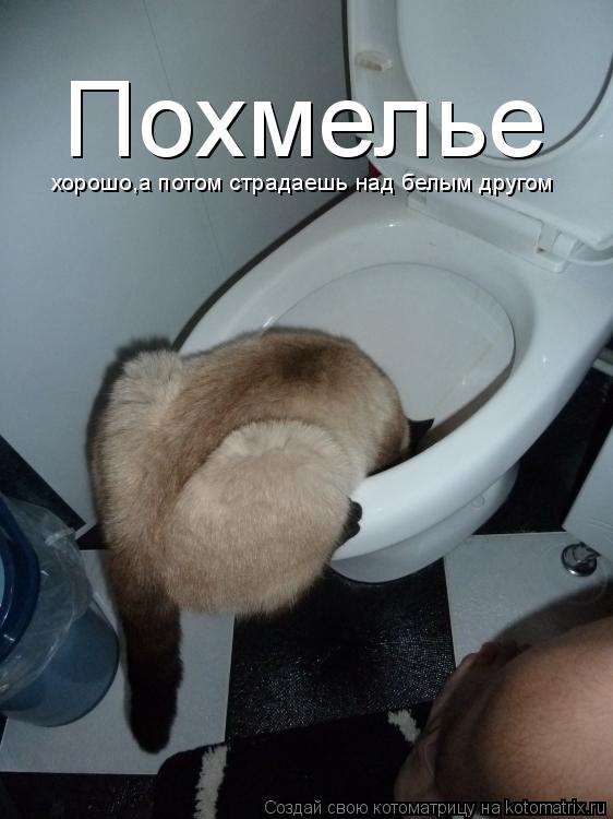 Котоматрица: Похмелье хорошо,а потом страдаешь над белым другом