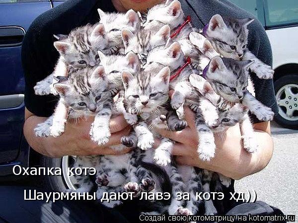 Котоматрица: Охапка котэ Шаурмяны дают лавэ за котэ хд))