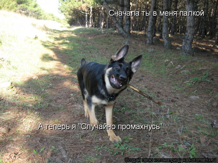 Котоматрица: Сначала ты в меня палкой А теперь я "Случайно промахнусь"