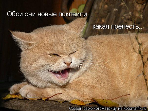 Котоматрица: Обои они новые поклеили... какая прелесть...