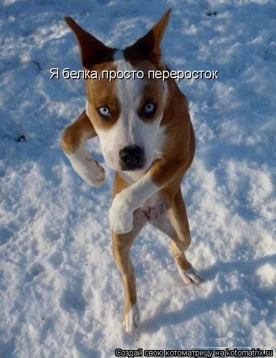 Я белка,просто переросток... Котоматрица: Я белка,просто переросток