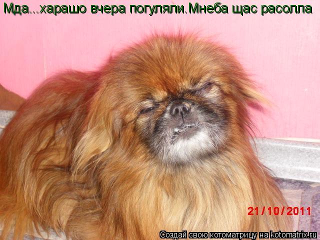 Котоматрица: Мда...харашо вчера погуляли.Мнеба щас расолла