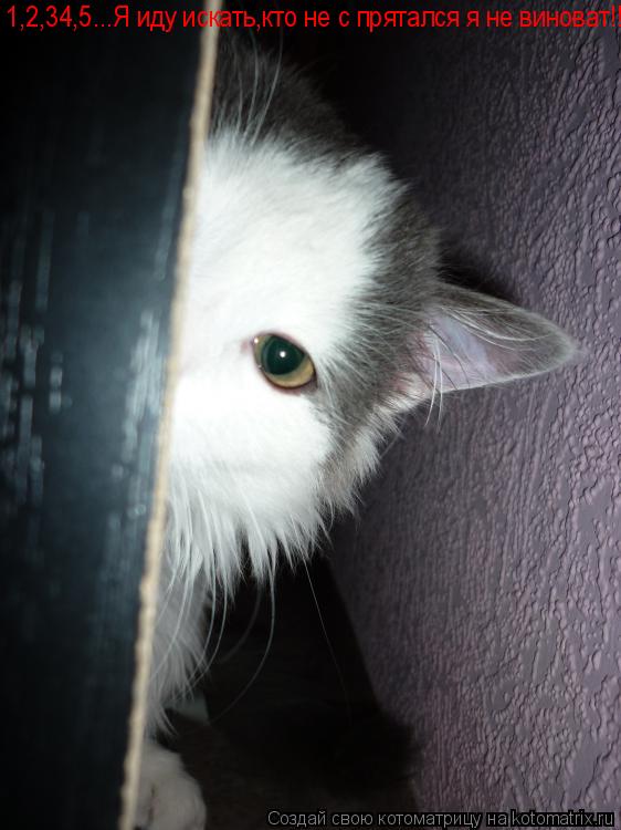 Котоматрица: 1,2,34,5...Я иду искать,кто не с прятался я не виноват!!