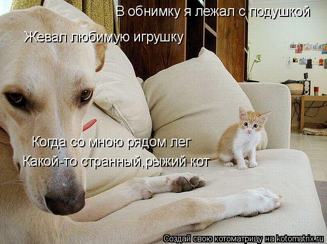 Котоматрица: В обнимку я лежал с подушкой Жевал любимую игрушку Когда со мною рядом лег Какой-то странный,рыжий кот