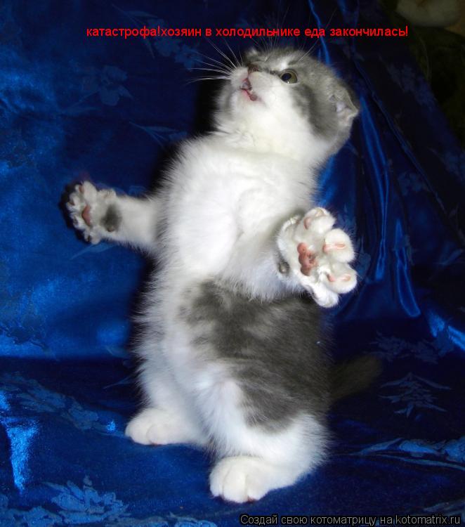 Котоматрица: катастрофа!хозяин в холодильнике еда закончилась!