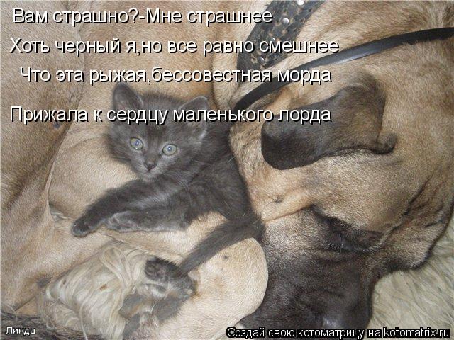 Котоматрица: Вам страшно?-Мне страшнее Хоть черный я,но все равно смешнее Что эта рыжая,бессовестная морда Прижала к сердцу маленького лорда