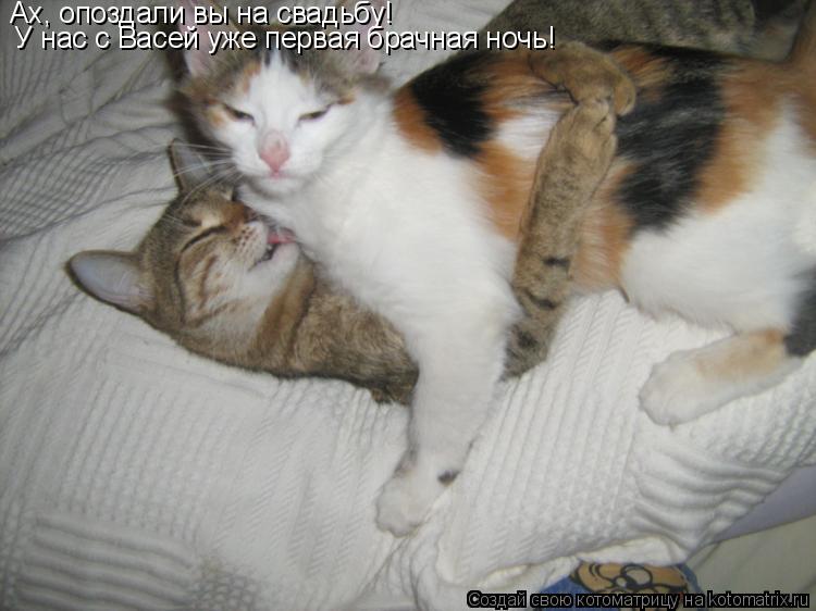 Ах, опоздали вы на свадьбу! У нас с Васей уже первая брачная ночь!... Котоматрица: Ах, опоздали вы на свадьбу! У нас с Васей уже первая брачная ночь!