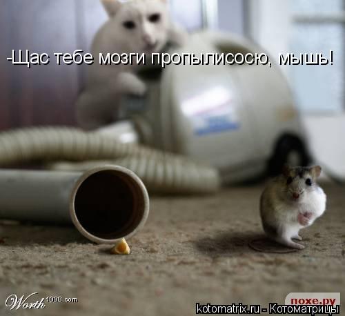 -Щас тебе мозги пропылисосю, мышь!... Котоматрица: -Щас тебе мозги пропылисосю, мышь!