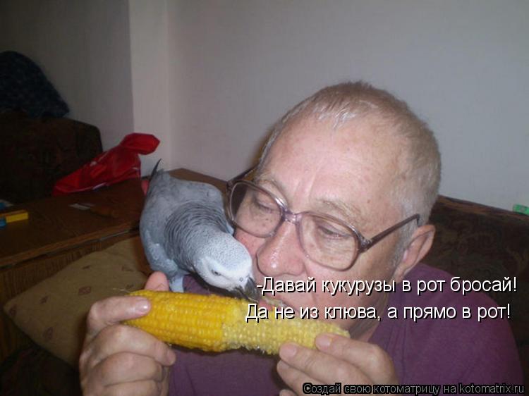 -Давай кукурузы в рот бросай! Да не из клюва, а прямо в рот!... Котоматрица: -Давай кукурузы в рот бросай! Да не из клюва, а прямо в рот!