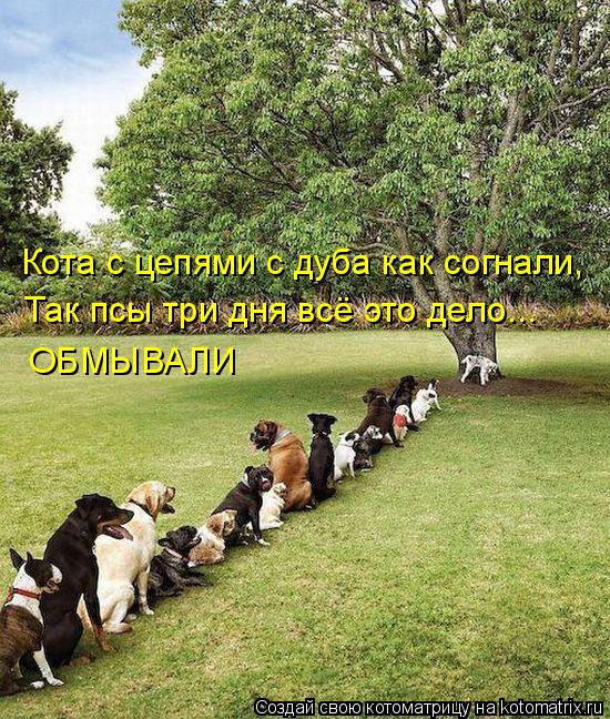 Котоматрица: Кота с цепями с дуба как согнали, Так псы три дня всё это дело... ОБМЫВАЛИ
