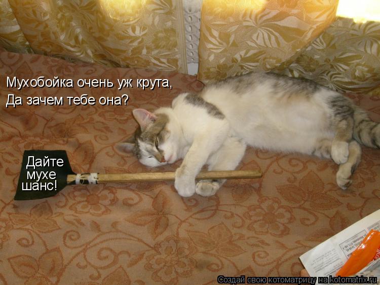 Дайте мухе шанс! Мухобойка очень уж крута, Да зачем тебе она?... Котоматрица: Дайте мухе шанс! Мухобойка очень уж крута, Да зачем тебе она?