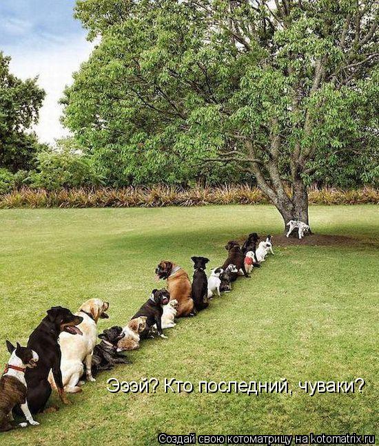 Эээй? Кто последний, чуваки?... Котоматрица: Эээй? Кто последний, чуваки?