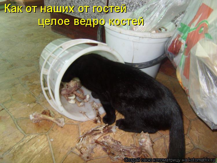 Как от наших от гостей целое ведро костей... Котоматрица: Как от наших от гостей целое ведро костей