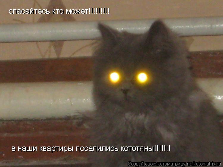 спасайтесь кто может!!!!!!!!! в наши квартиры поселились кототяны!!!!!!!... Котоматрица: спасайтесь кто может!!!!!!!!! в наши квартиры поселились кототяны!!!!!!!