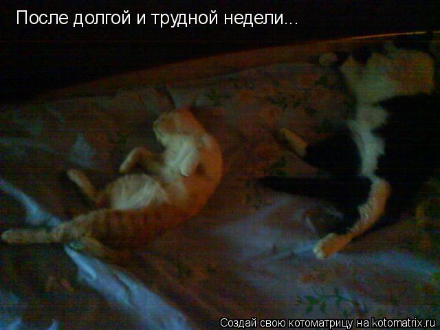 После долгой и трудной недели...... Котоматрица: После долгой и трудной недели...