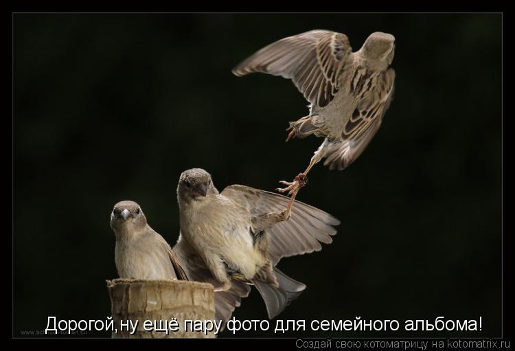 Котоматрица: Дорогой,ну ещё пару фото для семейного альбома!