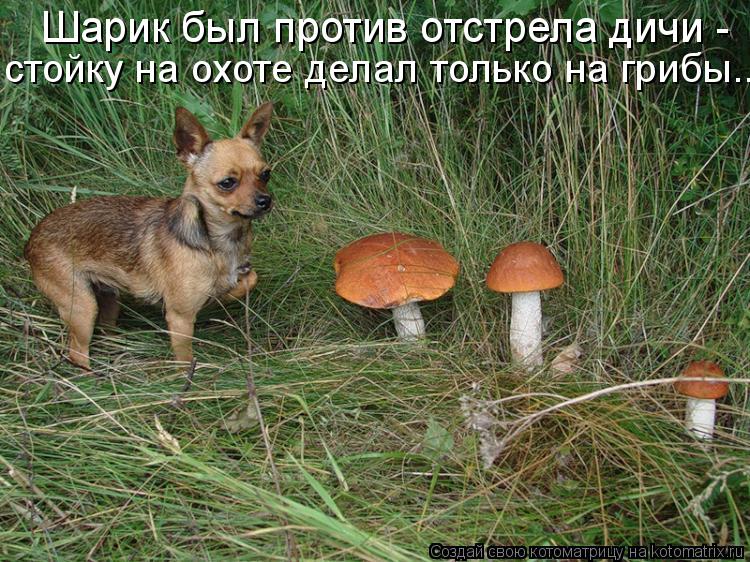 Человек собаке друг!!!