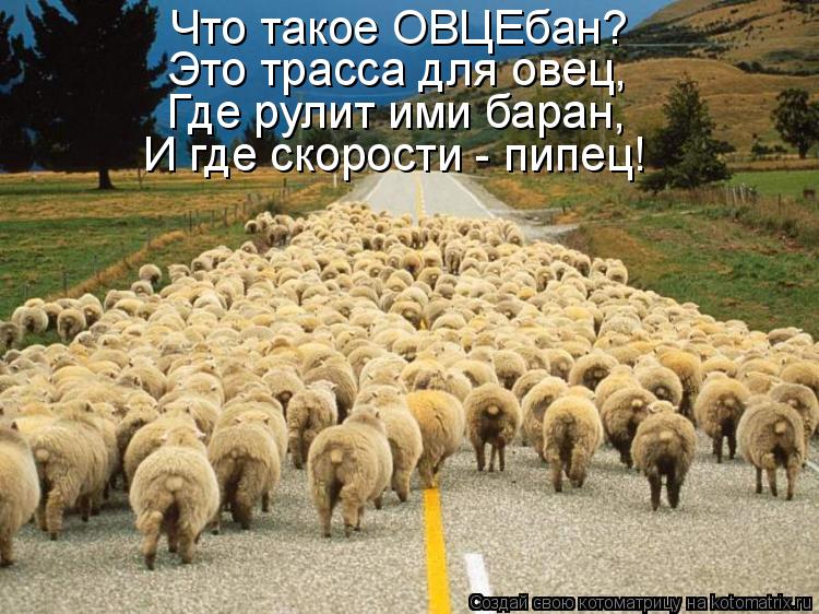 Котоматрица: Что такое ОВЦЕбан? Это трасса для овец, Где рулит ими баран, И где скорости - пипец!