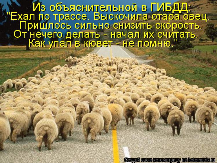 Котоматрица: Из объяснительной в ГИБДД: "Ехал по трассе. Выскочила отара овец.  Пришлось сильно снизить скорость. От нечего делать - начал их считать. Как 