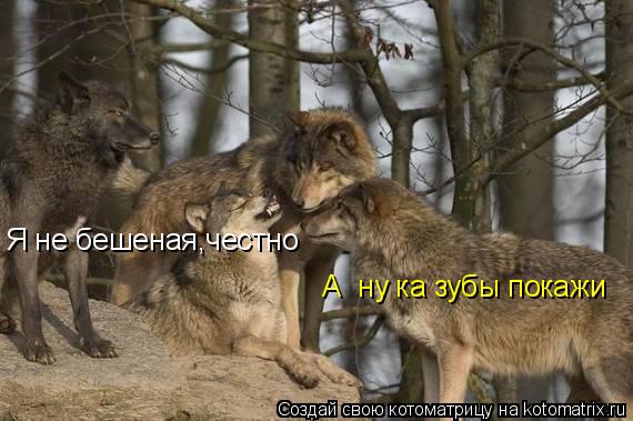 Котоматрица: Я не бешеная,честно А  ну ка зубы покажи