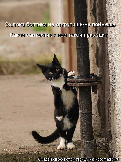 Котоматрица: Эх,пока болтики не открутишь-не поймешь Какой сантехник к ней такой приходит