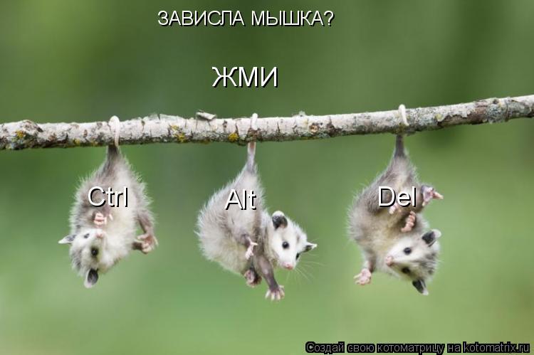 Котоматрица: ЗАВИСЛА МЫШКА? ЖМИ Ctrl  Alt  Del