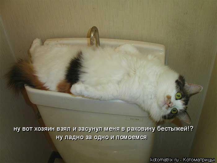 Котоматрица: ну вот хозяин взял и засунул меня в раковину бестыжей!? ну ладно за одно и помоемся