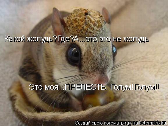 Котоматрица: Какой жолудь?Где?А...это,это не жолудь Это моя...ПРЕЛЕСТЬ..Голум!Голум!!