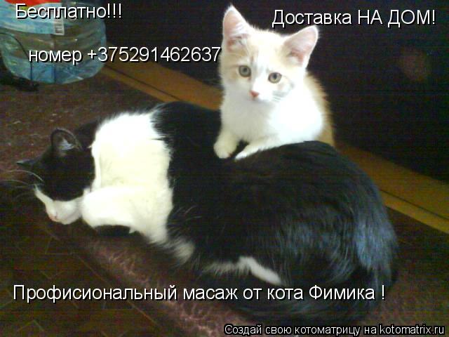 Котоматрица: Бесплатно!!! Профисиональный масаж от кота Фимика !  Доставка НА ДОМ! номер +375291462637