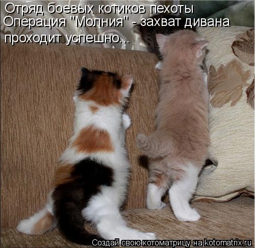 Котоматрица: Отряд боевых котиков пехоты Операция "Молния" - захват дивана проходит успешно...