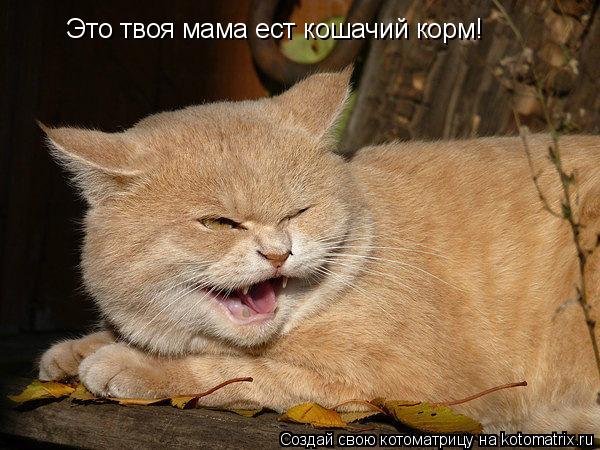 Котоматрица: Это твоя мама ест кошачий корм!
