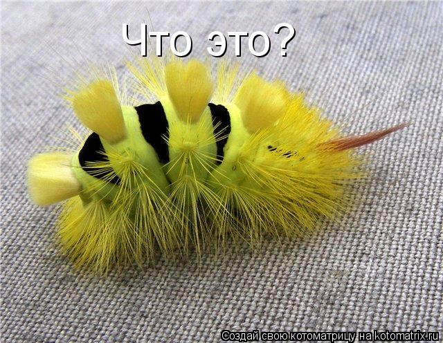 Котоматрица: Что это?