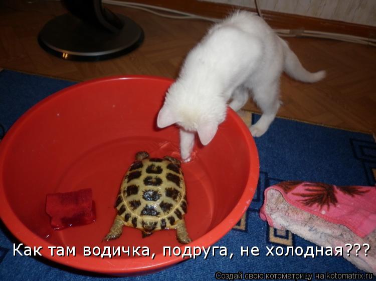 Котоматрица: Как там водичка, подруга, не холодная???