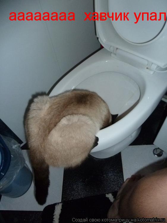 Котоматрица: аааааааа  хавчик упал