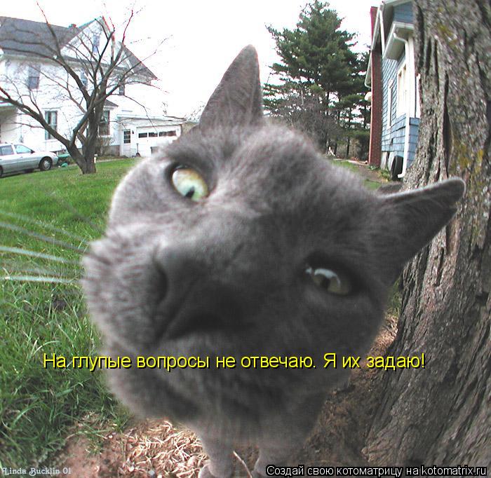 Котоматрица: На глупые вопросы не отвечаю. Я их задаю!