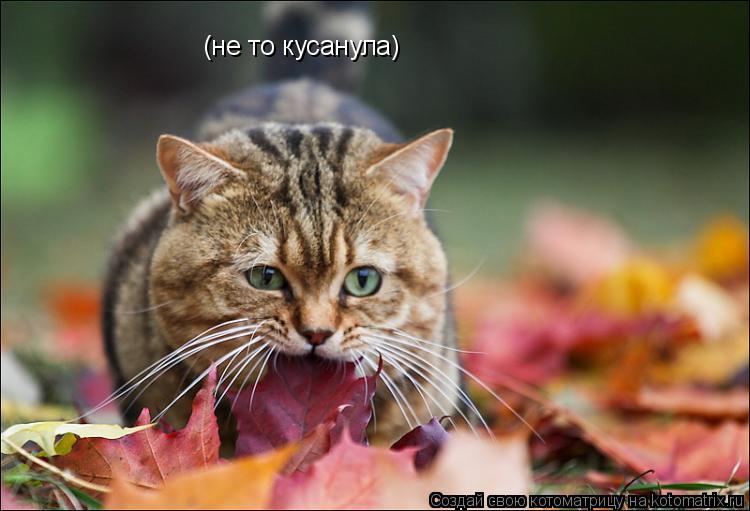 Котоматрица: (не то кусанула)