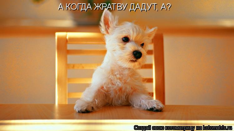 Котоматрица: А КОГДА ЖРАТВУ ДАДУТ, А?