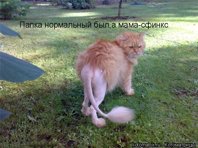 Котоматрица: Папка нормальный был,а мама-сфинкс