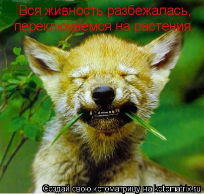 Котоматрица: Вся живность разбежалась, переключаемся на растения.