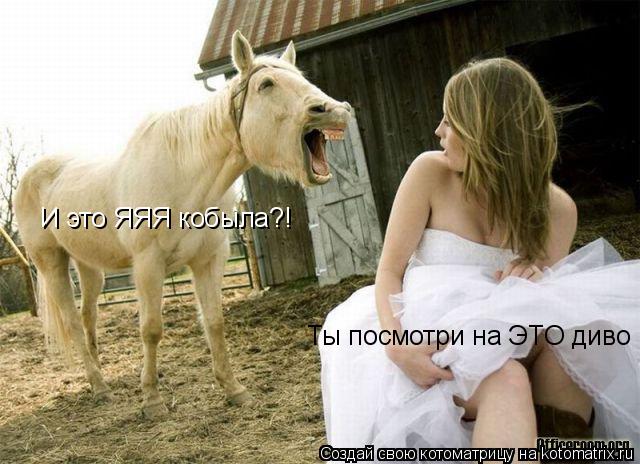Котоматрица: И это ЯЯЯ кобыла?! И это ЯЯЯ кобыла?! Ты посмотри на ЭТО диво