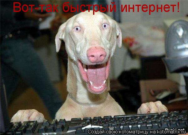 Котоматрица: Вот-так быстрый интернет!
