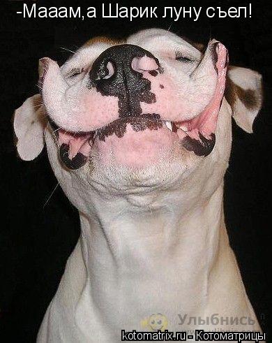 Котоматрица: -Мааам,а Шарик луну съел!