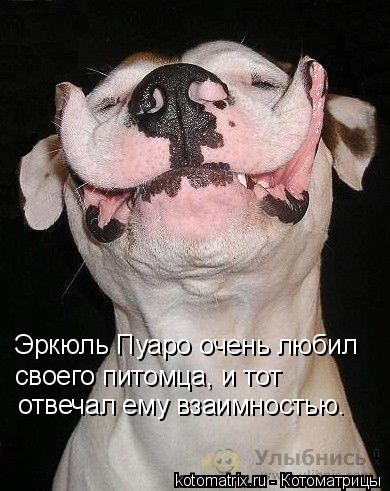 Котоматрица: Эркюль Пуаро очень любил  своего питомца, и тот отвечал ему взаимностью.
