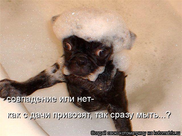 Котоматрица: совпадение или нет- как с дачи привозят, так сразу мыть...?