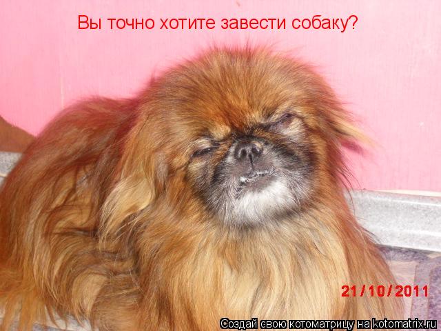 Котоматрица: Вы точно хотите завести собаку?