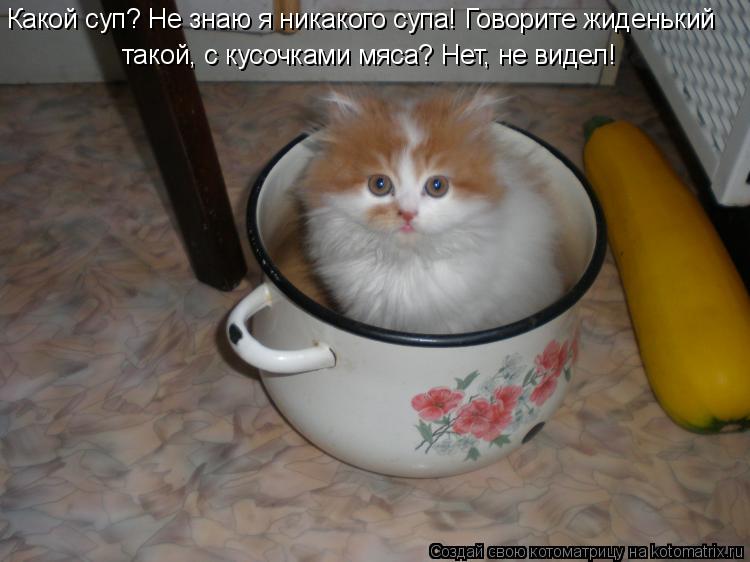 Какой суп? Не знаю я никакого супа! Говорите жиденький такой, с кусочками мяса? Нет, не видел!... Котоматрица: Какой суп? Не знаю я никакого супа! Говорите жиденький такой, с кусочками мяса? Нет, не видел!