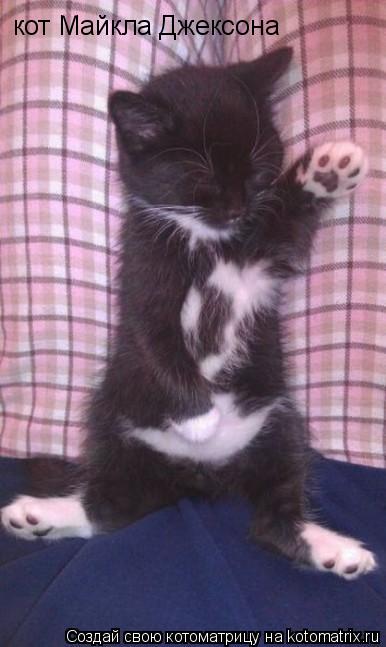 Котоматрица: кот Майкла Джексона