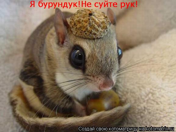 Котоматрица: Я бурундук!Не суйте рук! Я бурундук!Не суйте рук!