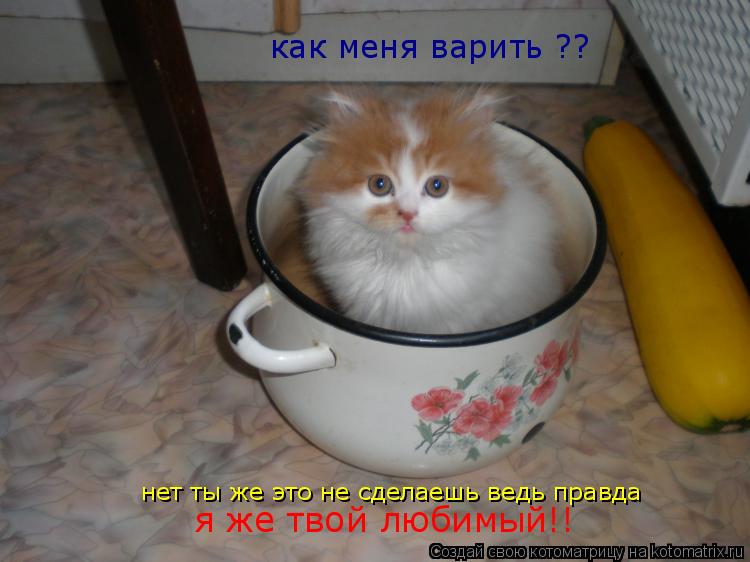 Котоматрица: как меня варить ?? нет ты же это не сделаешь ведь правда я же твой любимый!!